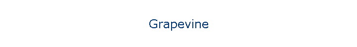 Grapevine